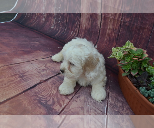 Medium Photo #2 Cocker Spaniel-Poodle (Miniature) Mix Puppy For Sale in GREENWOOD, WI, USA