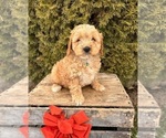 Small Photo #4 Cockapoo (Miniature) Puppy For Sale in MIDDLEBURY, IN, USA