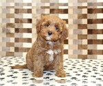 Small #2 Cavapoo (Miniature)