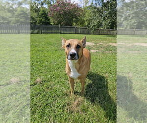 Iris - Female Boxer-German Shepherd Dog Mix Dog for Adoption - Photo #8
