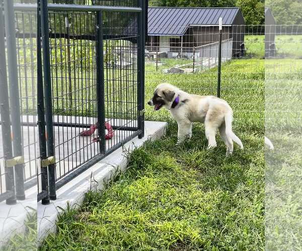 Medium Photo #4 Anatolian Shepherd-Unknown Mix Puppy For Sale in Stover, MO, USA