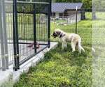 Small #3 Anatolian Shepherd Mix