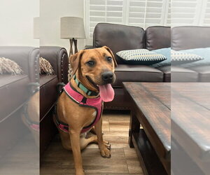 Peach - Female Labrador Retriever-Rhodesian Ridgeback Mix Dog for Adoption - Photo #5