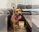 Small #4 American Staffordshire Terrier-Labrador Retriever Mix