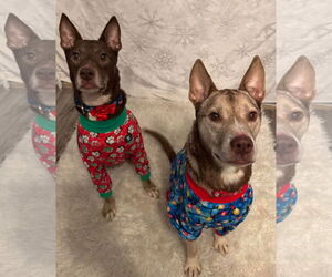 Siberian Husky-Unknown Mix Dogs for adoption in Germantown, OH, USA