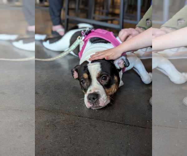 Medium Photo #3 American Bulldog-American Staffordshire Terrier Mix Puppy For Sale in Holly Springs, NC, USA