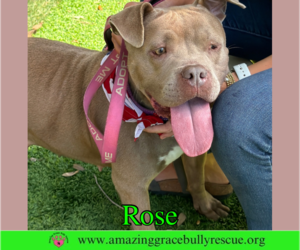 Rose - Female American Pit Bull Terrier-Unknown Mix Dog for Adoption - Photo #8