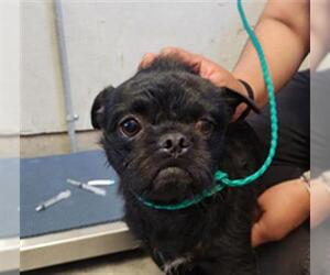 Pug-Unknown Mix Dogs for adoption in Camarillo, CA, USA