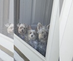 Small #4 Yorkshire Terrier