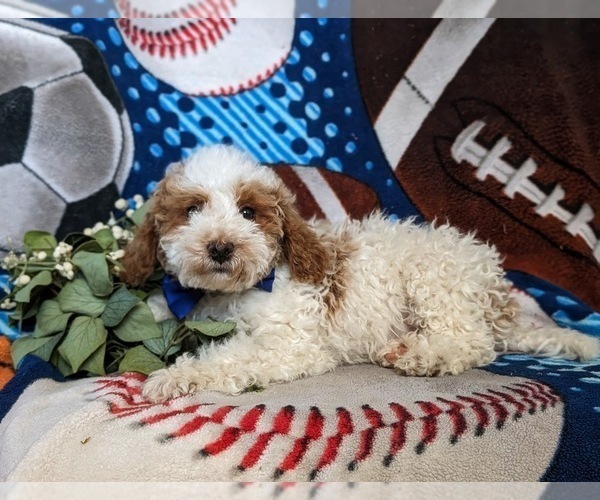 Medium Photo #2 Goldendoodle (Miniature) Puppy For Sale in KIRKWOOD, PA, USA