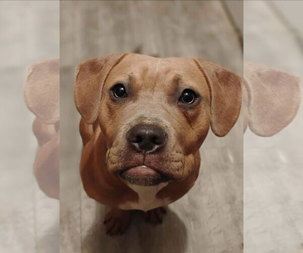 Medium Photo #3 Labralas Puppy For Sale in Alexander, AR, USA