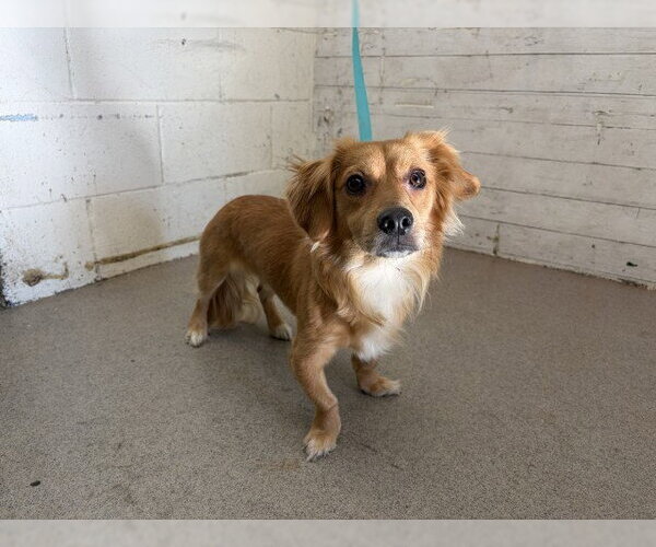 Medium Photo #1 Chihuahua-Unknown Mix Puppy For Sale in San Bernardino, CA, USA