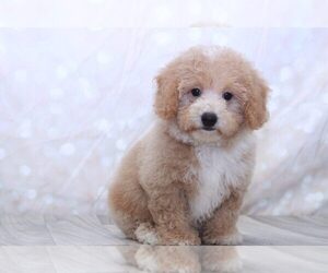 Bichpoo Puppy for sale in MARIETTA, GA, USA