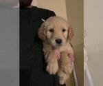 Small Photo #5 Golden Retriever Puppy For Sale in SPENCER, TN, USA