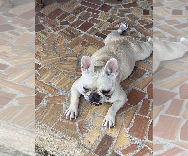 Medium Photo #14 French Bulldog Puppy For Sale in LEESVILLE, LA, USA