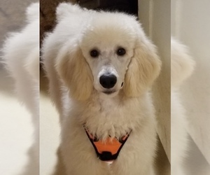 Father of the Goldendoodle puppies born on 01/19/2025