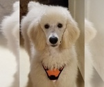 Small Photo #1 Goldendoodle Puppy For Sale in HACKENSACK, NJ, USA