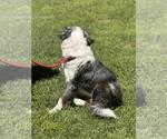Small #3 Australian Shepherd Mix