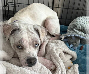 Catahoula Leopard Dog Dogs for adoption in Denver, CO, USA