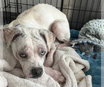 Small Catahoula Leopard Dog