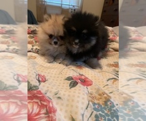 Pomeranian Puppy for Sale in OMAHA, Nebraska USA