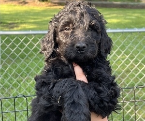 Goldendoodle Puppy for Sale in ARKOMA, Oklahoma USA