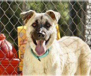 Anatolian Shepherd-Unknown Mix Dogs for adoption in Greenbelt, MD, USA
