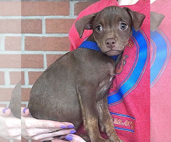Medium Photo #2 Chihuahua-Unknown Mix Puppy For Sale in Carrollton, TX, USA