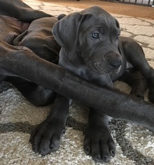 Great Dane Puppy for sale in CHARDON, OH, USA