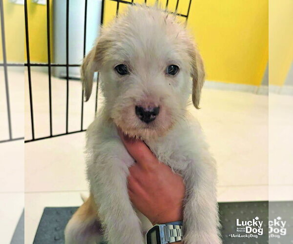 Medium Photo #2 Mutt Puppy For Sale in Washington, DC, USA