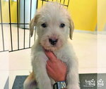 Small #1 Mutt