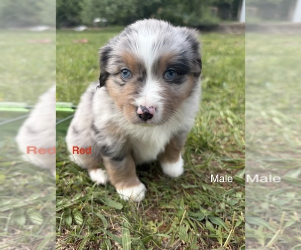 Medium Photo #3 Miniature American Shepherd Puppy For Sale in HURT, VA, USA
