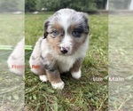 Small #2 Miniature American Shepherd