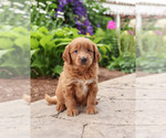 Puppy 7 Goldendoodle