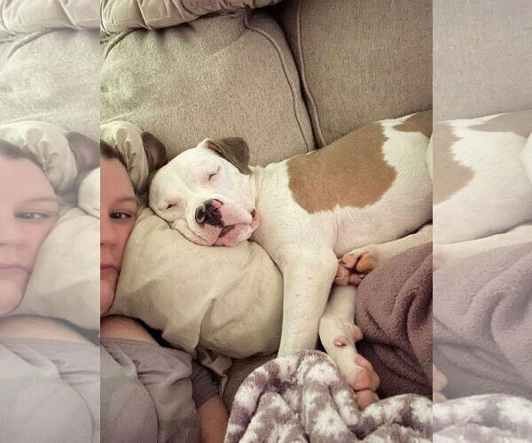 Medium Photo #2 American Pit Bull Terrier-Unknown Mix Puppy For Sale in Germantown, OH, USA