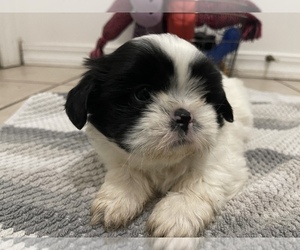 Shih Tzu Puppy for sale in JOPLIN, MO, USA