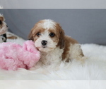 Puppy Crystal Cavapoo
