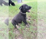Small Photo #28 German Shepherd Dog Puppy For Sale in WEST POINT, VA, USA