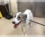 Small Great Pyrenees