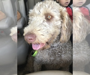 Labradoodle Dogs for adoption in PALOMINO VALLEY, NV, USA