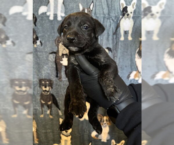 Medium Photo #2 German Shepherd Dog-Unknown Mix Puppy For Sale in Riverside, CA, USA