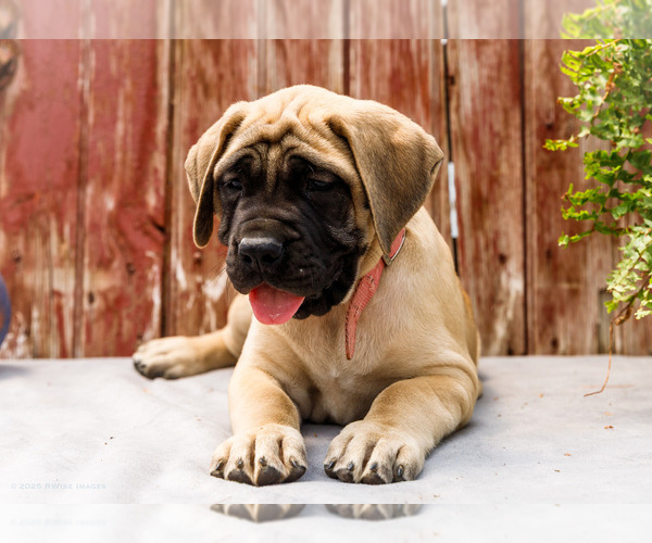 Medium Photo #35 Mastiff Puppy For Sale in WAKARUSA, IN, USA