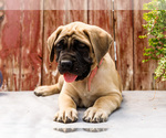 Small Photo #35 Mastiff Puppy For Sale in WAKARUSA, IN, USA