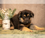 Puppy Edward German Shepherd Dog