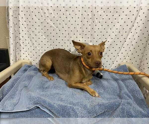 Medium Photo #1 Chihuahua Puppy For Sale in Modesto, CA, USA