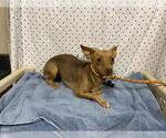 Small Chihuahua