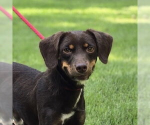 Dachshund Dogs for adoption in Yardley, PA, USA