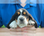 Small #5 Basset Hound