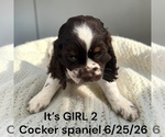 Small #3 Cocker Spaniel