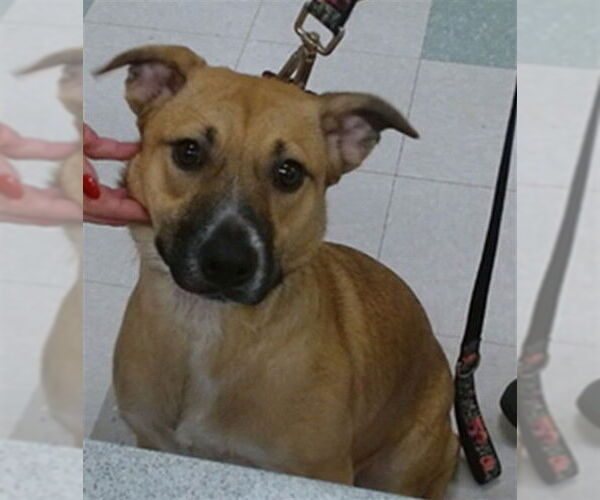 Medium Photo #1 Mutt Puppy For Sale in Oklahoma City, OK, USA